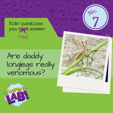 Are Daddy Longlegs Really Venomous?