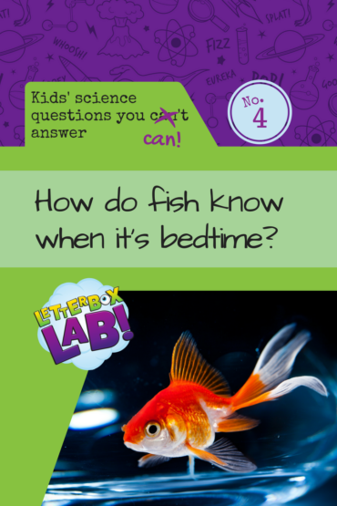 How do fish know when it’s bedtime?