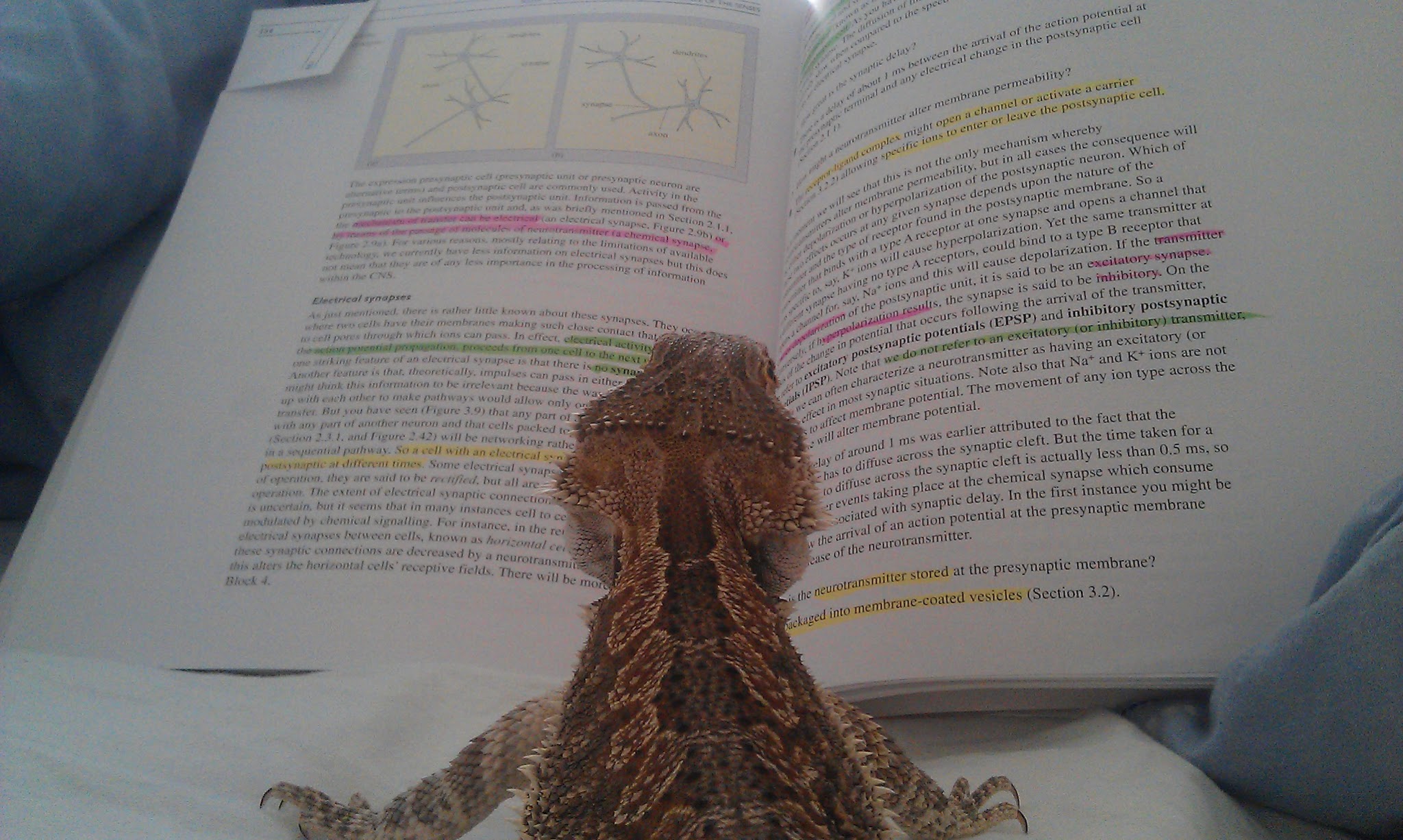 A bearded dragon sitting on a book as if he is reading it. 
