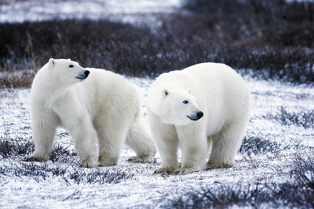 Two polar bears. 