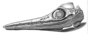 fossil icthyosaurus head