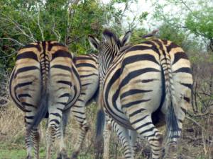 The rear view of several zebra