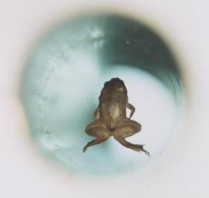 An Ig Nobel prize was awarded to scientists who successfully used magnetism to levitate a live frog
