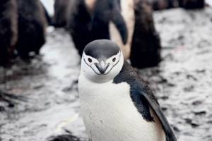 Ig Nobel prize was awarded for calculating build up of pressure in penguin as it prepares to poo