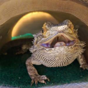 Bearded dragon with mouth open