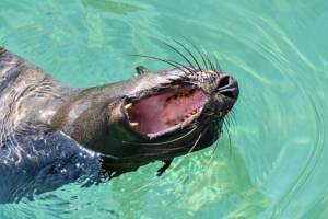Sea lion yawns why do we yawn?